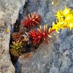 Sedum lanceolatum Feuille