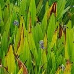 Pontederia cordata 花