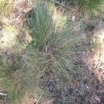 Festuca filiformis Yaprak