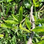 Boscia mossambicensis Hoja