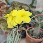 Pachypodium rosulatum Blüte