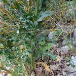 Hesperis laciniata 葉
