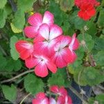 Pelargonium zonale (L.) L'Hér.Flor