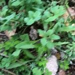 Lactuca muralis Leaf