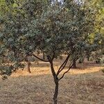 Quercus rotundifolia Habit