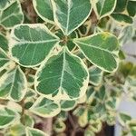 Ficus triangularis Leaf