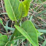 Stephanotis abyssinica Φύλλο