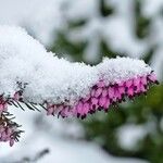 Erica × darleyensis BeanFlower