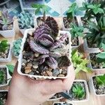 Adromischus cooperi Folha