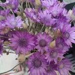 Xeranthemum annuum Flors