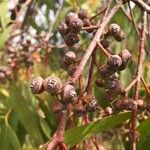 Eucalyptus camaldulensis Fruit