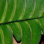 Lindsaea lancea Leaf