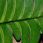 Lindsaea lancea Hoja