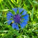 Centaurea cyanusFlor