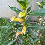 Cuphea micropetala Flower