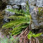 Polystichum imbricans Habitus