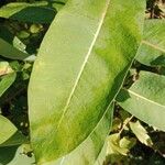 Asclepias syriaca Blad