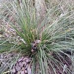 Lomandra longifolia Hoja