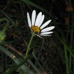 Dimorphotheca pluvialis Λουλούδι