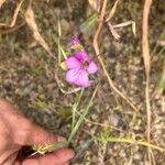 Gladiolus italicusŽiedas