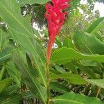 Alpinia purpurata Blüte