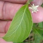 Alternanthera flavescens Folha