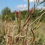 Epilobium dodonaei Virág