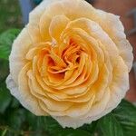 Rosa foetida Blomma