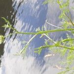 Peucedanum palustre Flor