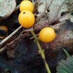 Loranthus europaeus Fruit