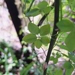 Tropaeolum pentaphyllumYaprak