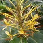 Hedychium gardnerianum Flower