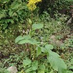 Ligularia amplexicaulis Συνήθη χαρακτηριστικά