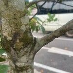 Cinnamomum burmanni Bark