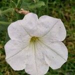 Petunia axillaris Flors