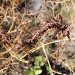 Rumex dentatus Fruit