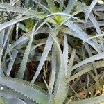 Aloe arborescens Liść