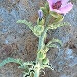 Sphaeralcea angustifolia Flor