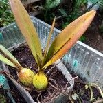 Encyclia tampensis Leaf