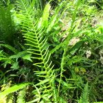 Blechnum spicant Leaf