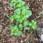 Acalypha setosa Blad