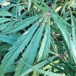 Cannabis sativa Levél