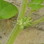 Parietaria debilis Flower