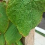 Rubus idaeus Hostoa