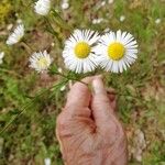 Erigeron strigosusFlower