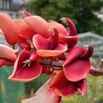 Erythrina crista-galli Λουλούδι