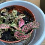 Fittonia albivenis List