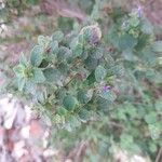 Mesosphaerum suaveolens Flower