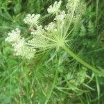 Libanotis pyrenaica 花