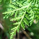 Artemisia annua Blatt